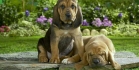 dogzer