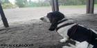 Basset Hound