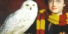Visa Potter faneille