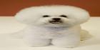 bichon friset on ykkösiä