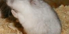 hamsterihoito