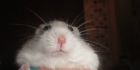 Hamsterimainen visa