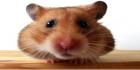 hamsteri hamstraa