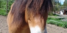 horse and pony