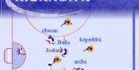 Kiekkoliiga tietovisa