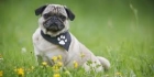DogQuiz