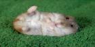 The world of hamster