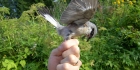 Lintuharrastus