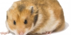 Syyrialainenhamsteri