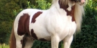 Irlannincob