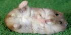 Hamsteritietous