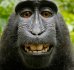 esavisa osa 2