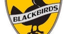 Blackbirds