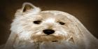 westie