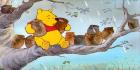Nalle-Puh-Winnie the pooh