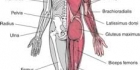 Anatomian perusteet 1