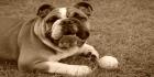 englanninbulldoggi