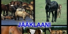 Soturihevosten Jääklaani