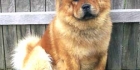 chow chow