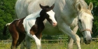 Trakehner