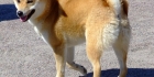 Shiba inu -visa