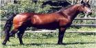Newforest poni