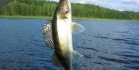 kalastus tietokilpailu