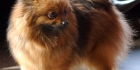Pomerian