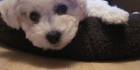 Bichon frise -visa