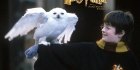 Harry Potter - kiperät kysymykset