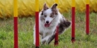 Agility visa