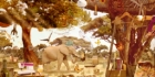 Wild Safari