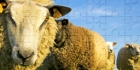Sheep Jigsaw