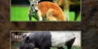 Animal Kingdom Quiz
