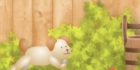 Net Pet