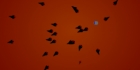Swarm