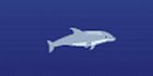 Dolphin Olympics