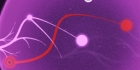 Axon